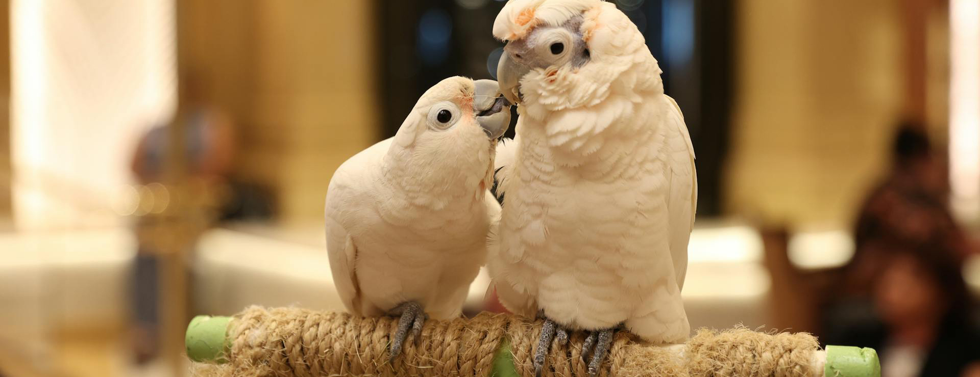 Produits Pour Oiseaux -Produits Pour Oiseaux pexels 2mephoto 15898721