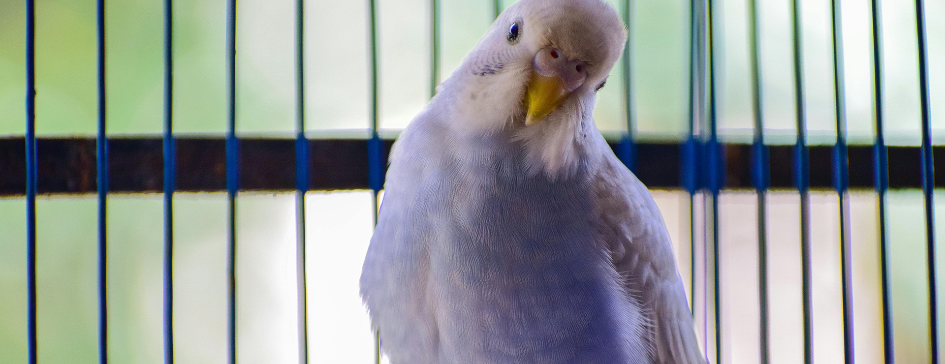 Produits Pour Oiseaux -Produits Pour Oiseaux pexels oli sumit 607715 1418241