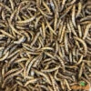 Vers De Farine Déshydratés 1kg
